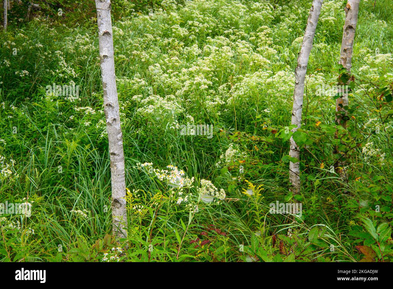 Alberi di betulla e montagne fiorite, Greater Sudbury, Ontario, Canada Foto Stock