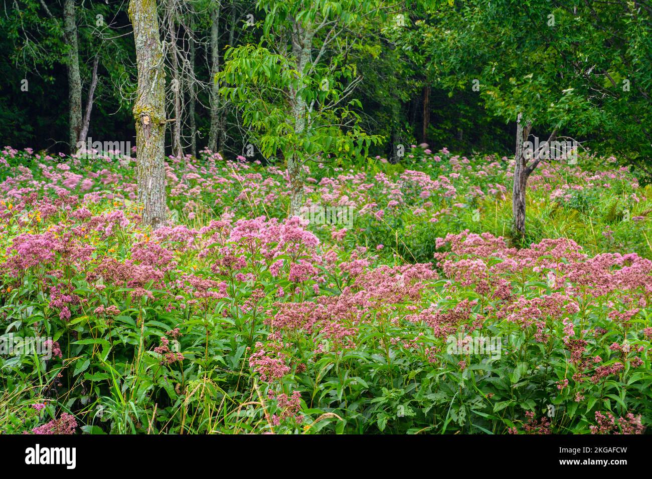 Joe-pye colonia di erbacce fiorito a fine estate, Green Bay, Manitoulin Island, Ontario, Canada Foto Stock