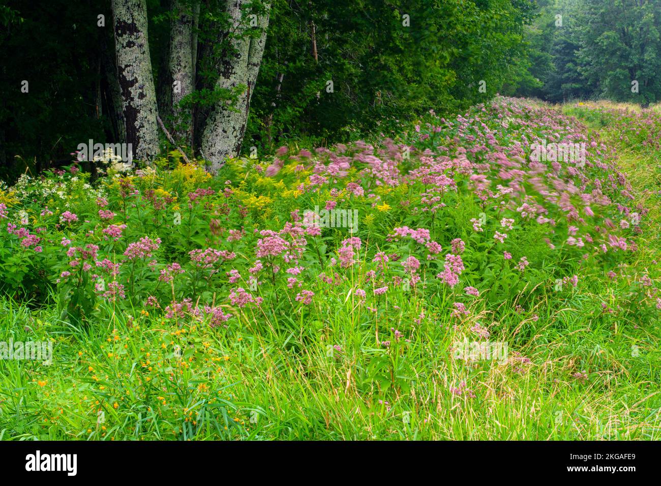 Joe-pye colonia di erbacce fiorito a fine estate, Green Bay, Manitoulin Island, Ontario, Canada Foto Stock