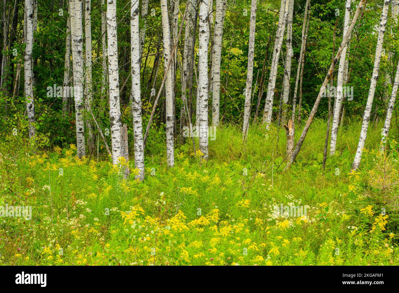 Tronchi di Aspen con oro fiorito a fine estate, Espanola, Ontario, Canada Foto Stock