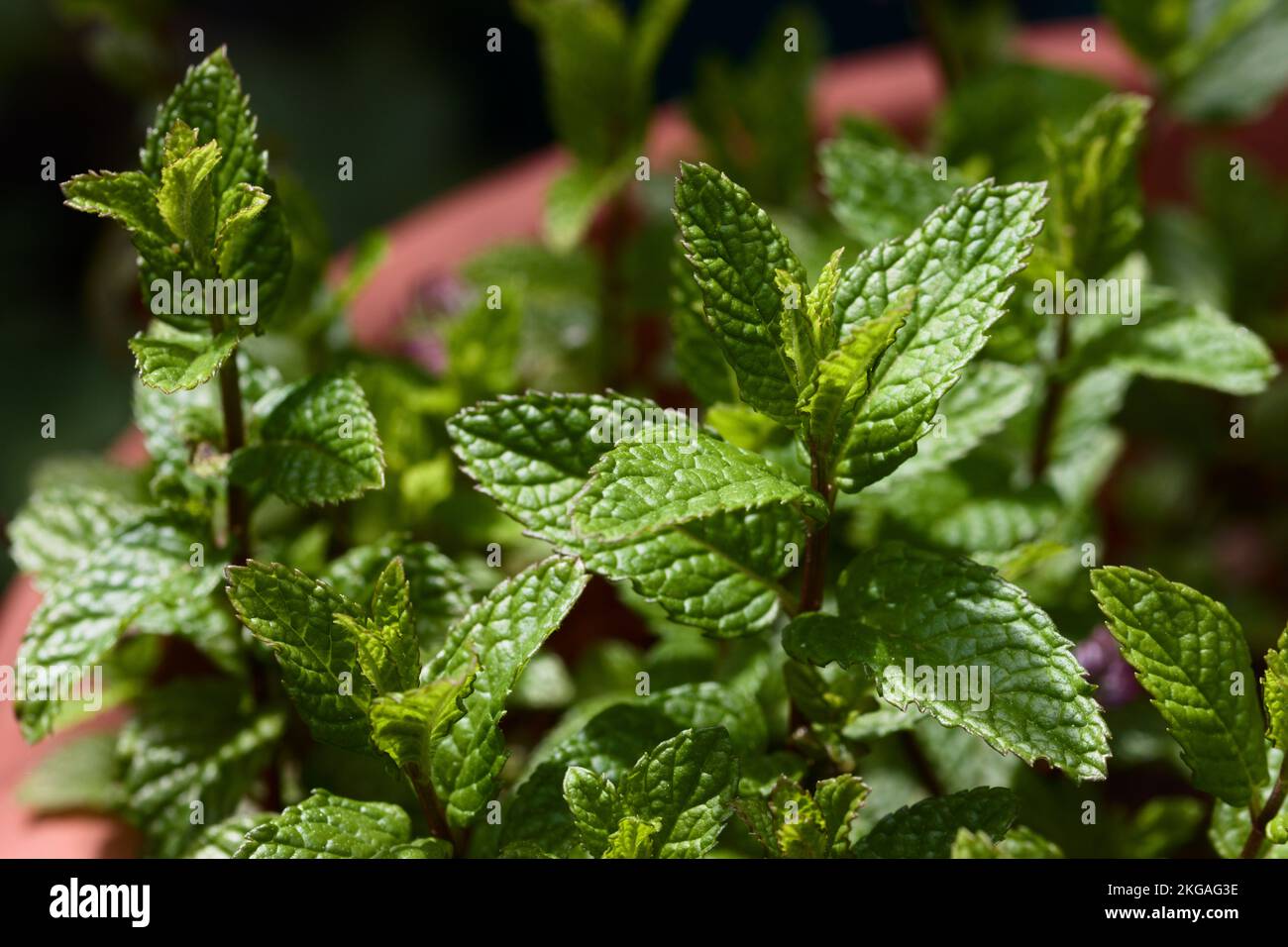 Primo piano dei rami alti di una pianta di menta piantata in una pentola illuminata dal sole Foto Stock Primo piano dei rami alti di una pianta di menta piantata in una pentola illuminata dal sole Foto Stock