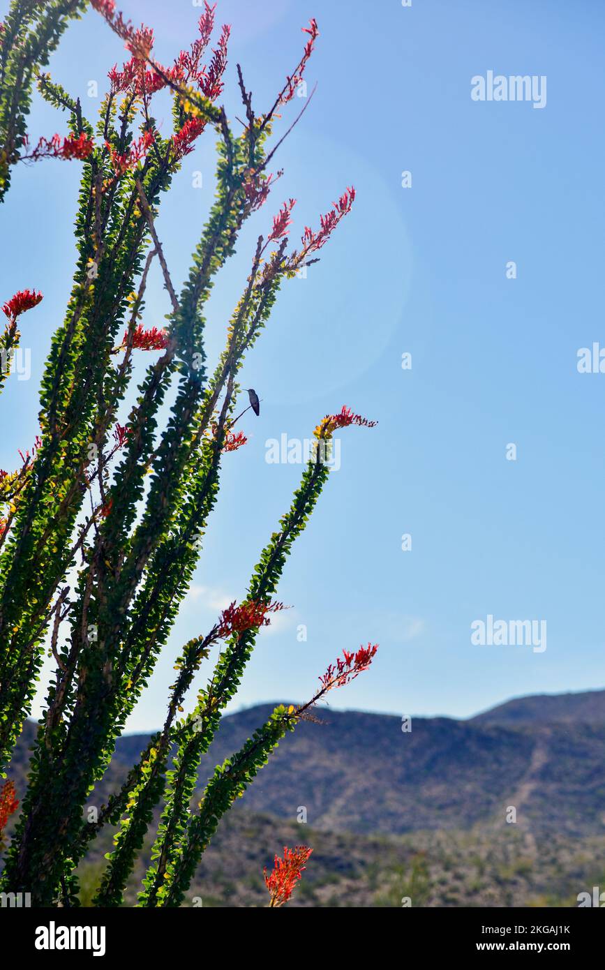 Paesaggio desertico con Ocotillo fiorito a Borrego Springs, California Foto Stock