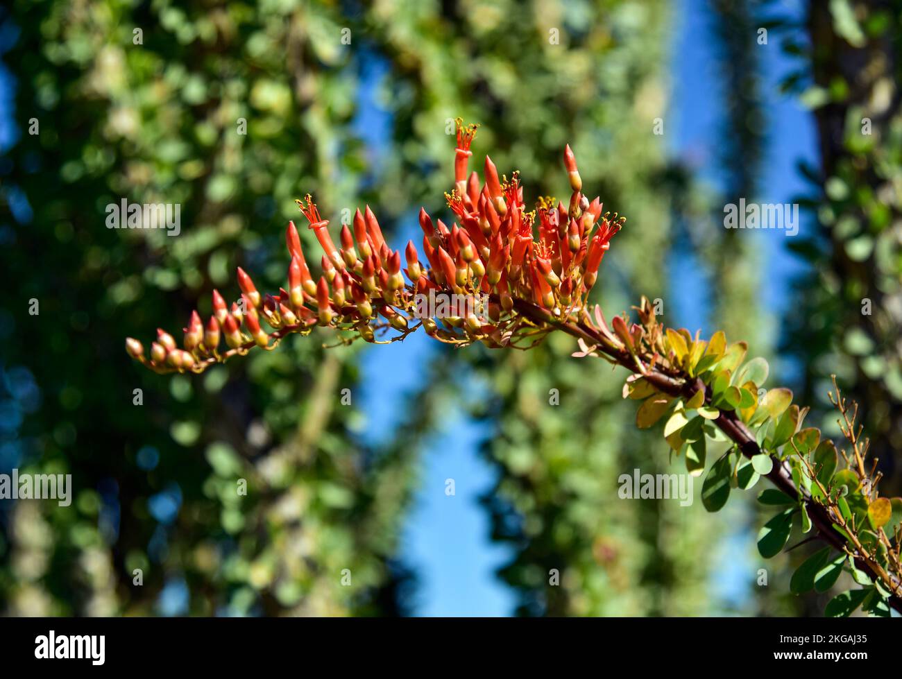 Paesaggio desertico con Ocotillo fiorito a Borrego Springs, California Foto Stock