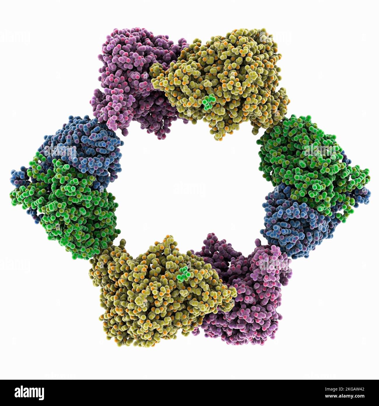 Ribonucleotide reduttasi da Neisseria gonorrhoeae, modello molecolare. L'immagine mostra la ribonucleotide reduttasi (RNR), un enzima essenziale che si converte Foto Stock