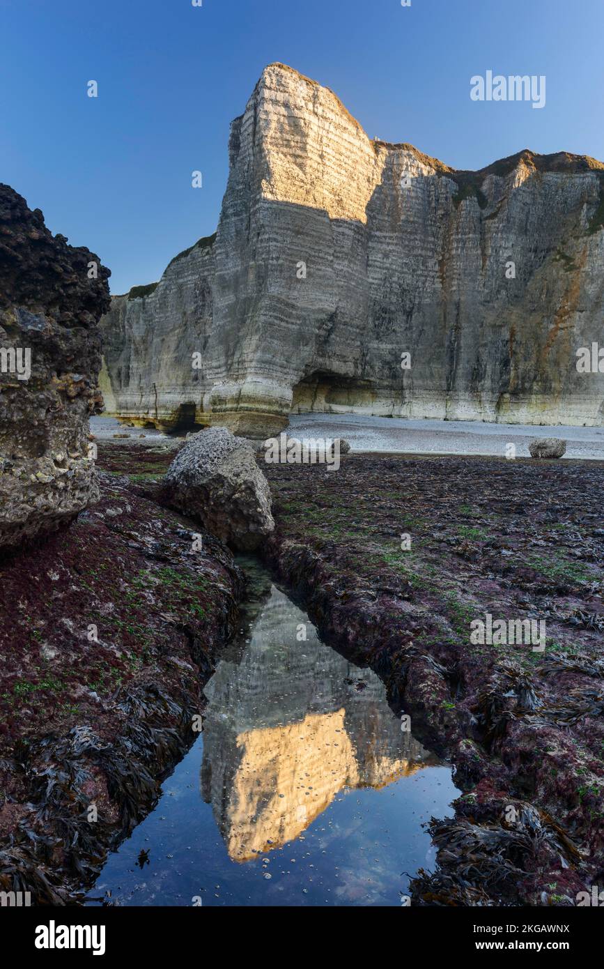 Falaise d'Aval con bassa marea, luce del mattino, Étretat, Costa d'Alabastro, la Côte d'Albâtre, Normandia, Francia, Europa Foto Stock