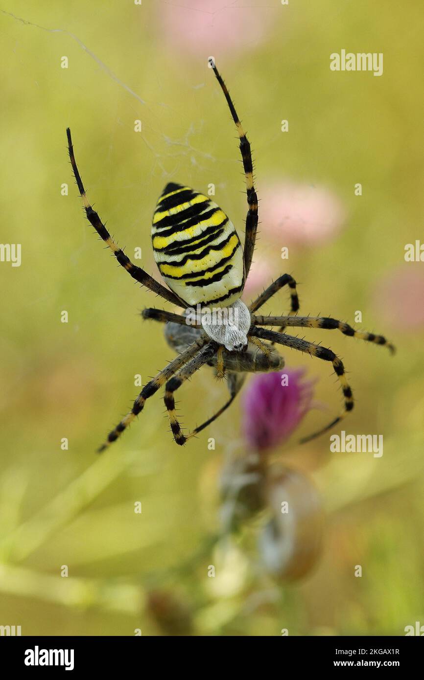 Ragno WASP (Argiope bruennichi), impacchettare una mosca catturata nella sua rete, Lago Neusiedl, Burgenland, Austria, Europa Foto Stock