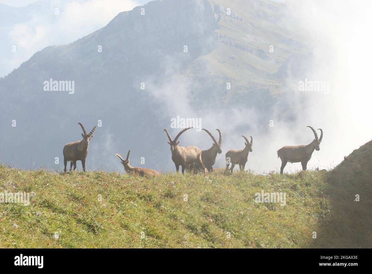 Stambecco alpino (capra stambecco) maschio su un manto erboso in montagna, Toggenburg, Canton San Gallen, Svizzera, Europa Foto Stock