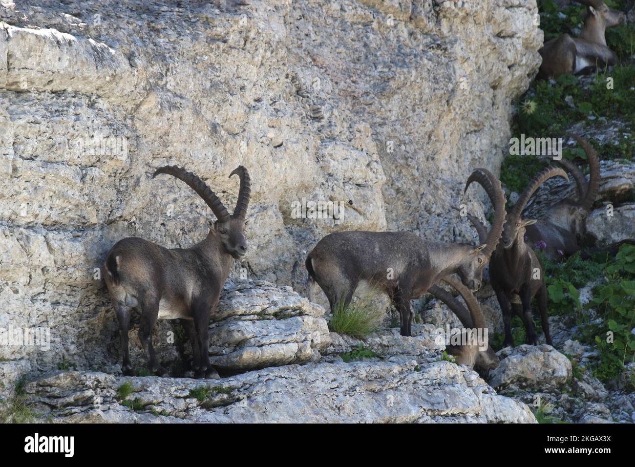 Stambecco alpino (capra stambex) maschio in faccia rocciosa, Toggenburg, Canton San Gallen, Svizzera, Europa Foto Stock