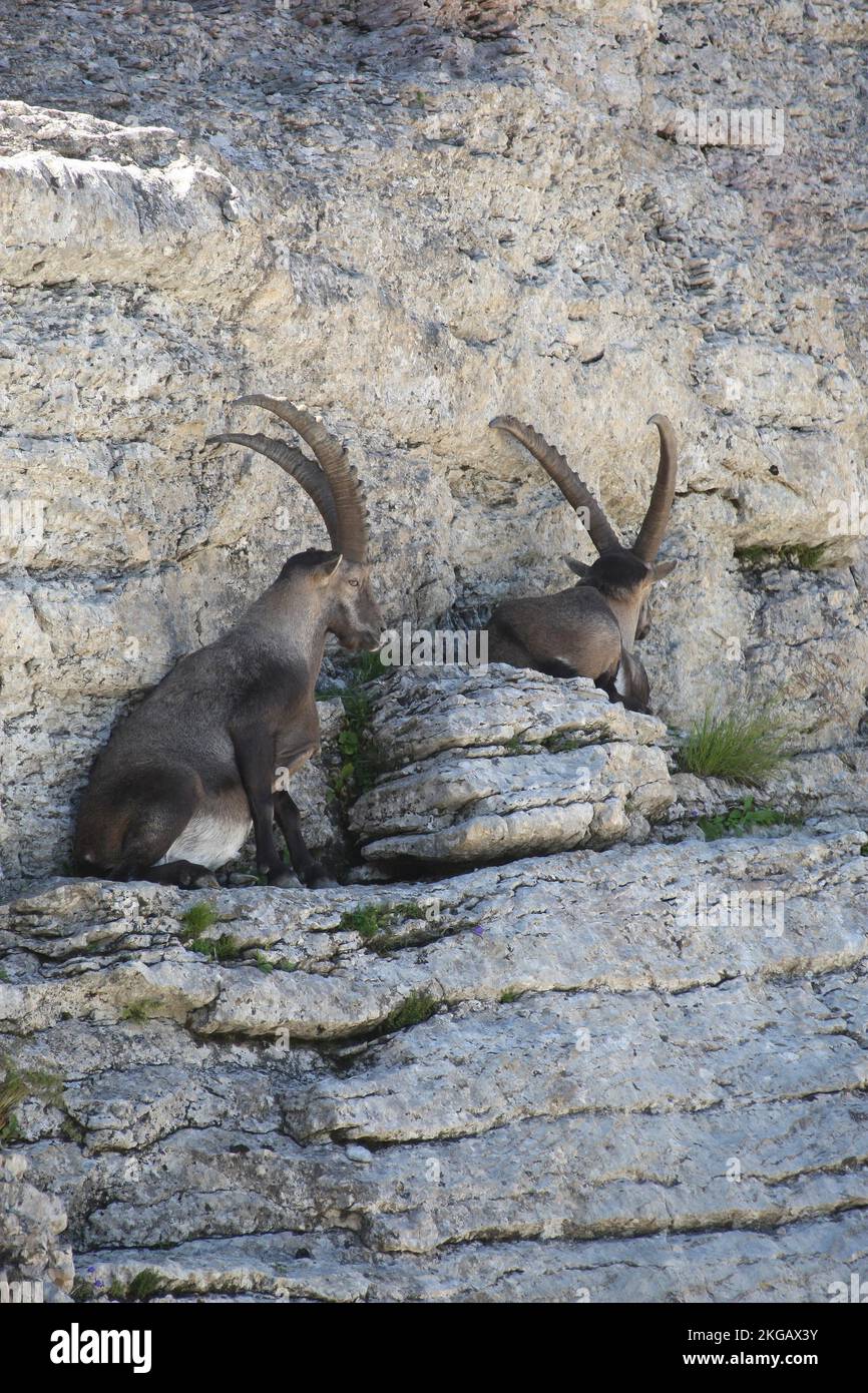 Stambecco alpino (capra stambecco) maschi che riposano nella parete rocciosa, Toggenburg, Canton St. Gallen, Svizzera, Europa Foto Stock