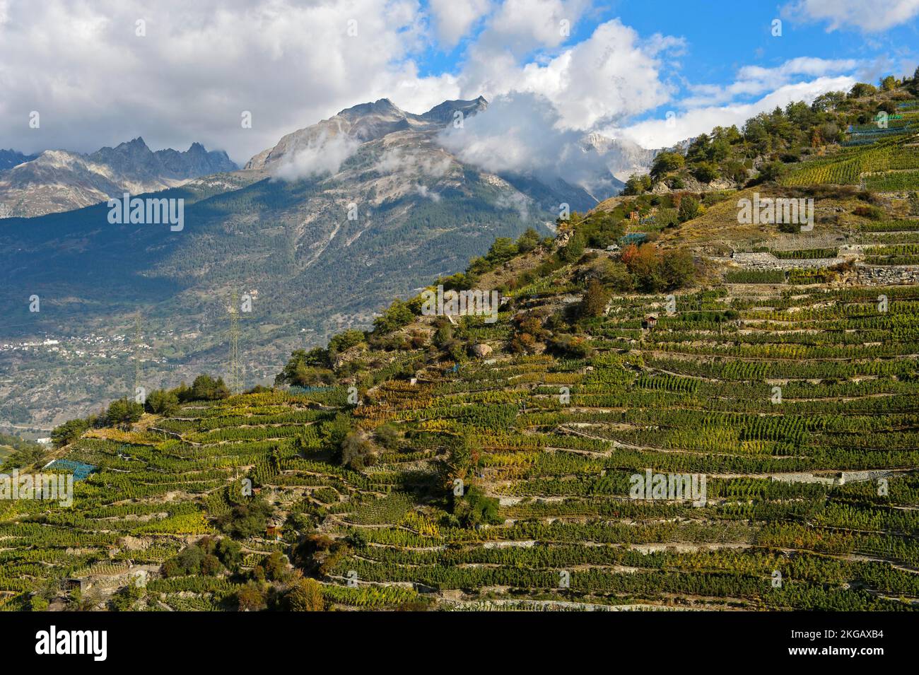 Terrazze di vigneti su un ripido pendio nel vigneto più alto della Svizzera, Bächij, villaggio di Heath Visperterminen, Vallese, Svizzera, Europa Foto Stock