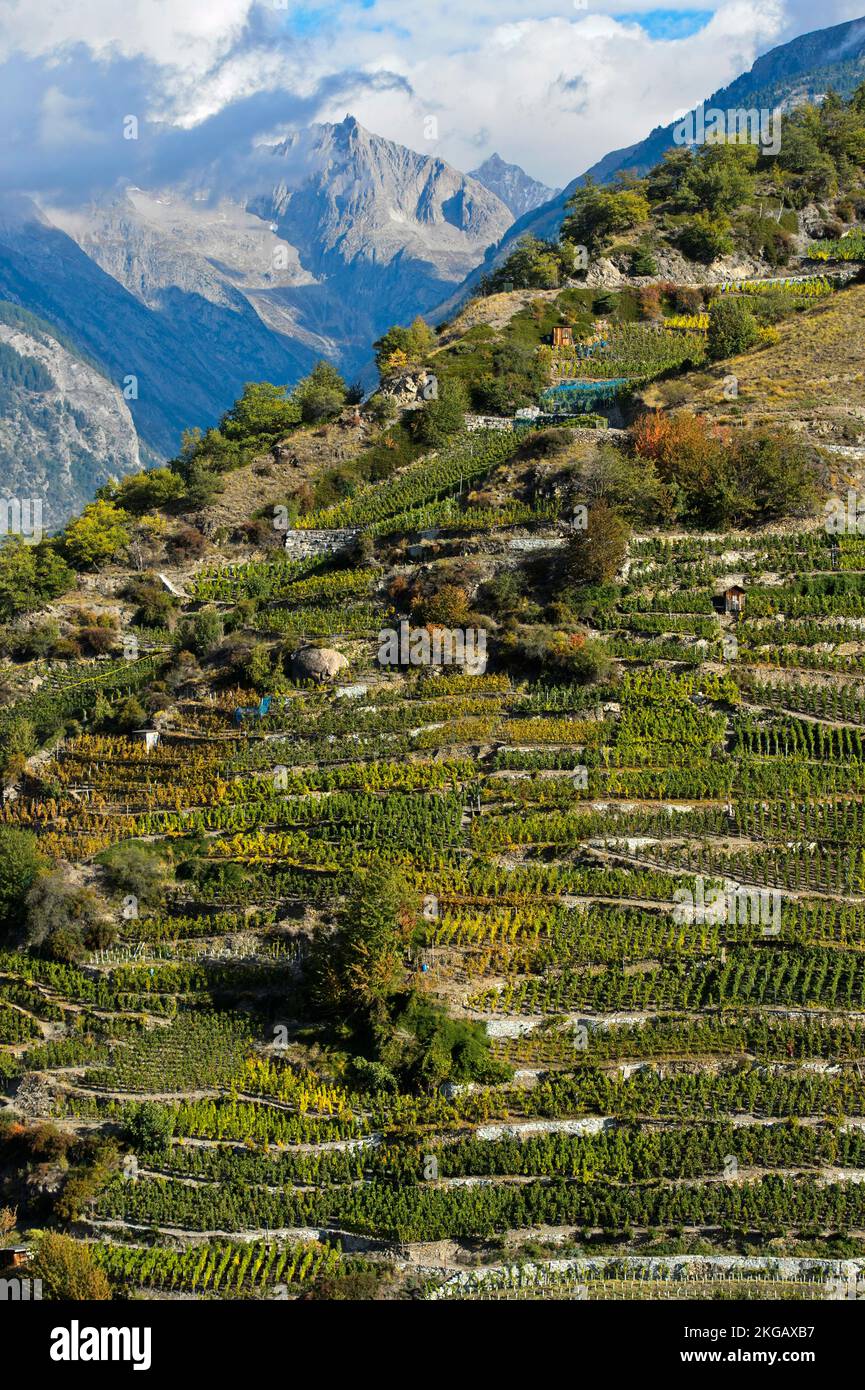 Terrazze di vigneti su un ripido pendio nel vigneto più alto della Svizzera, Bächij, villaggio di Heath Visperterminen, Vallese, Svizzera, Europa Foto Stock