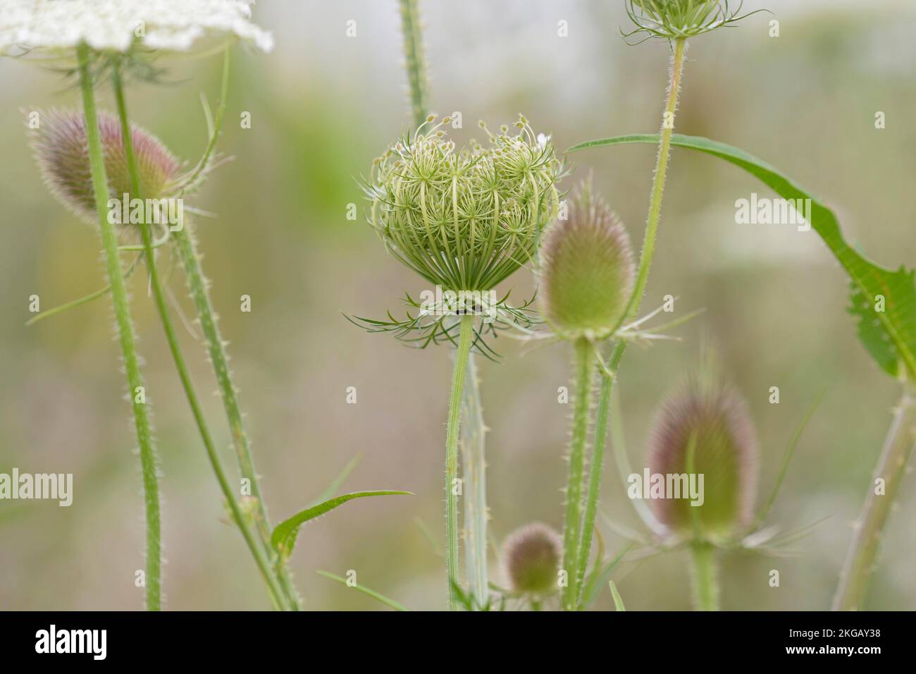 Carota selvatica (Daucus carota subsp. Carota), cumino di frutta, tisella selvatica (Dipsacus fullonum) in epoca di fioritura, Renania settentrionale-Vestfalia, Germania, Europa Foto Stock