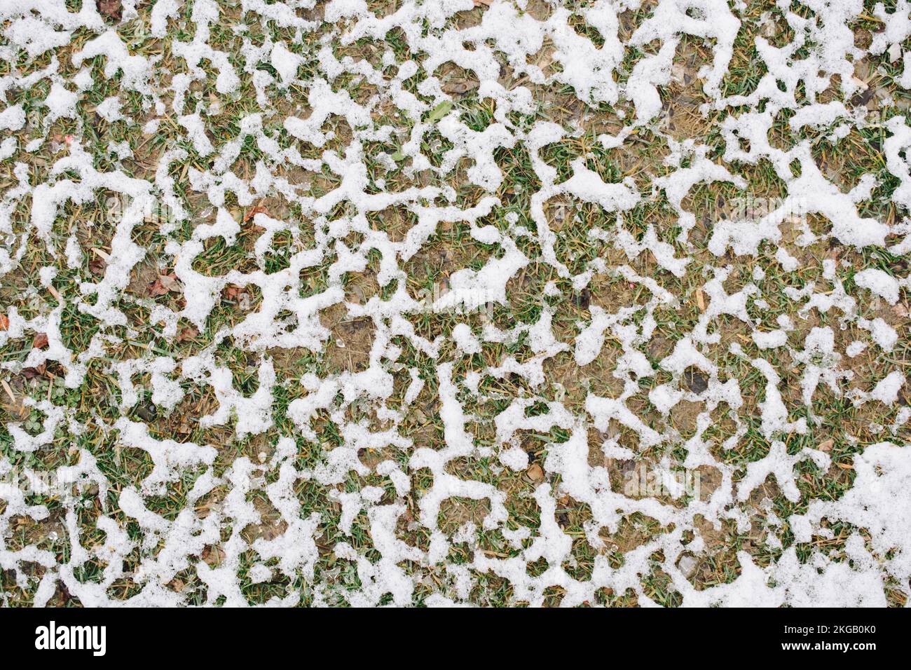 Strato di neve bianca sull'erba nel giardino di inverno Foto Stock