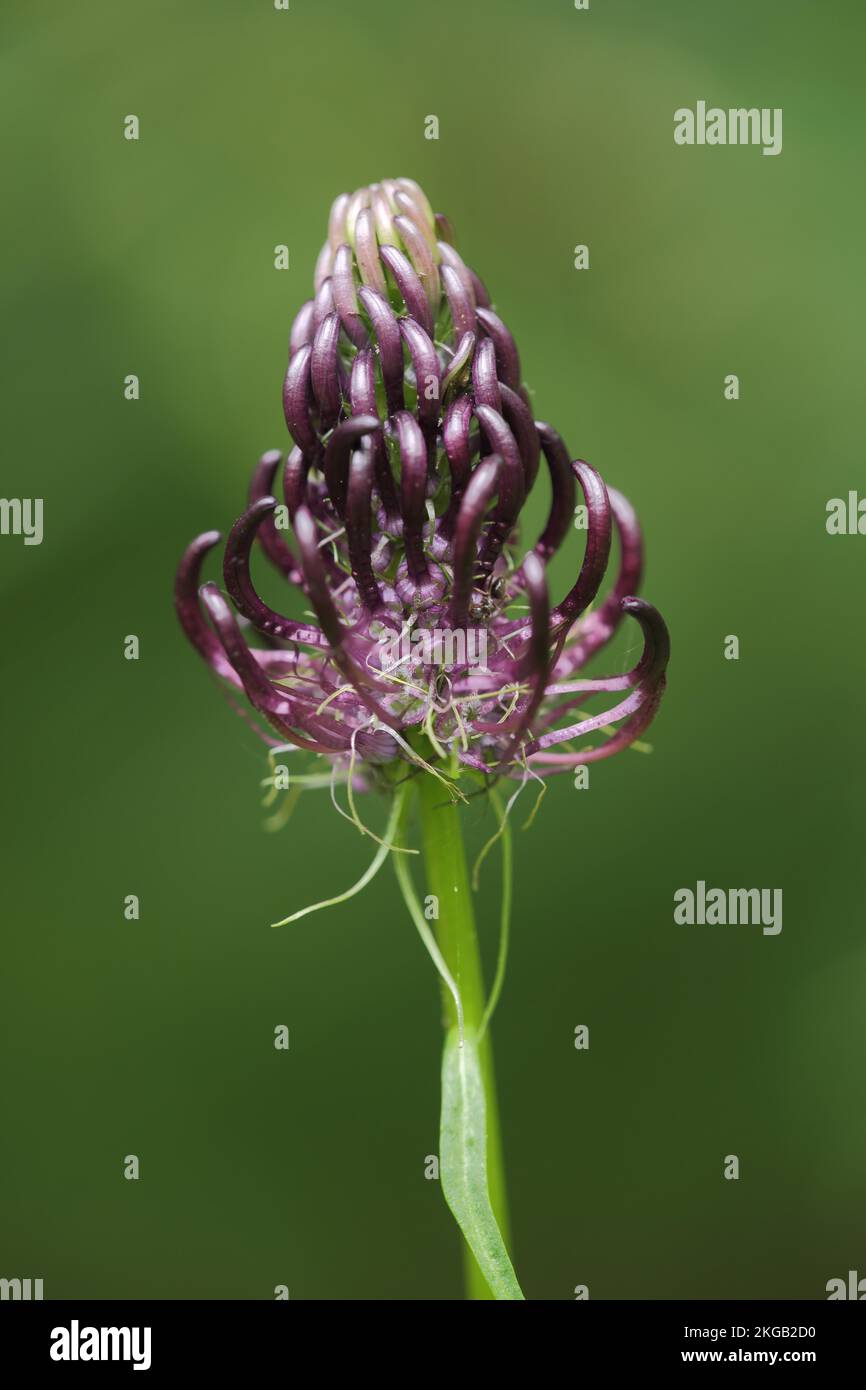 Rampione nero (Phyteuma nigrum), dettaglio, Rapunzel nero, ardesia del Diavolo, famiglia Bellflower, Campanulaceae, Asteraceae, Asterales, Plant, Büchelberg, Bie Foto Stock