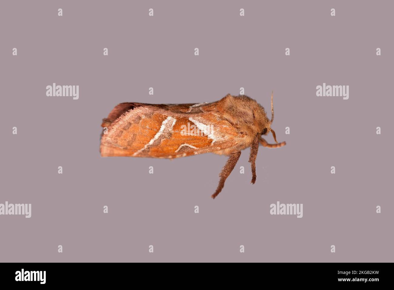 Orange Swift (Triodia sylvina), Vallese, Svizzera, Europa Foto Stock