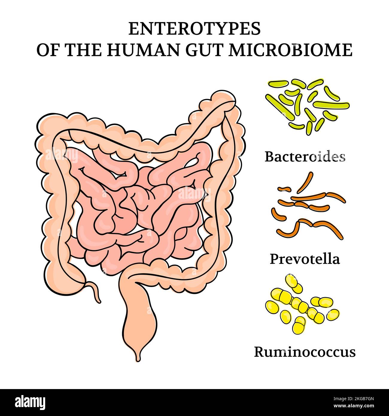 ENTEROTYPES dell'intestino umano MICROBIOME intestini schema di medicina Anatomia Umana disegnare a mano illustrazione vettoriale impostato Illustrazione Vettoriale