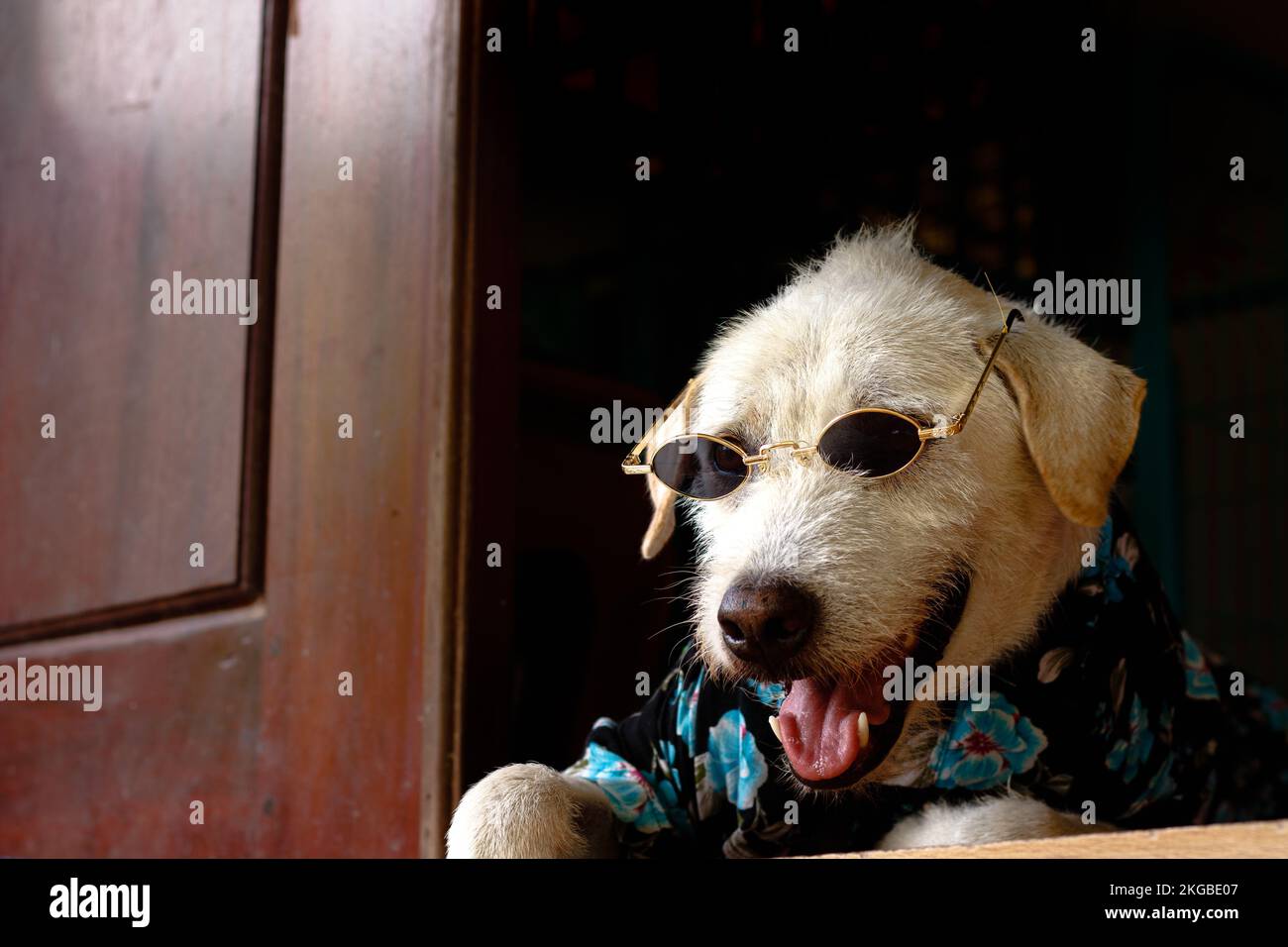 Un primo piano di un Jack Russell Terrier, Canis lupus familiaris con occhiali e una camicia floreale Foto Stock