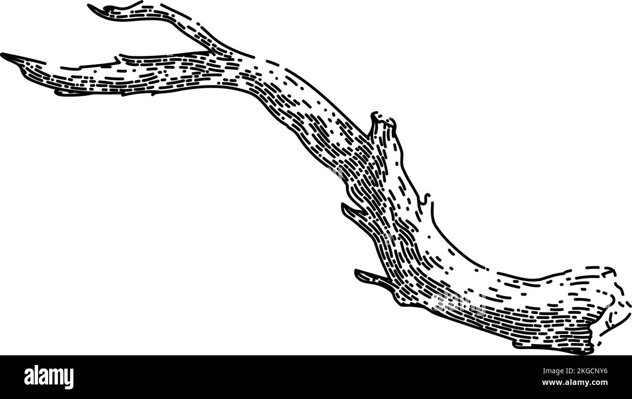 vettore di disegno a mano di legno di ramificazione Illustrazione Vettoriale