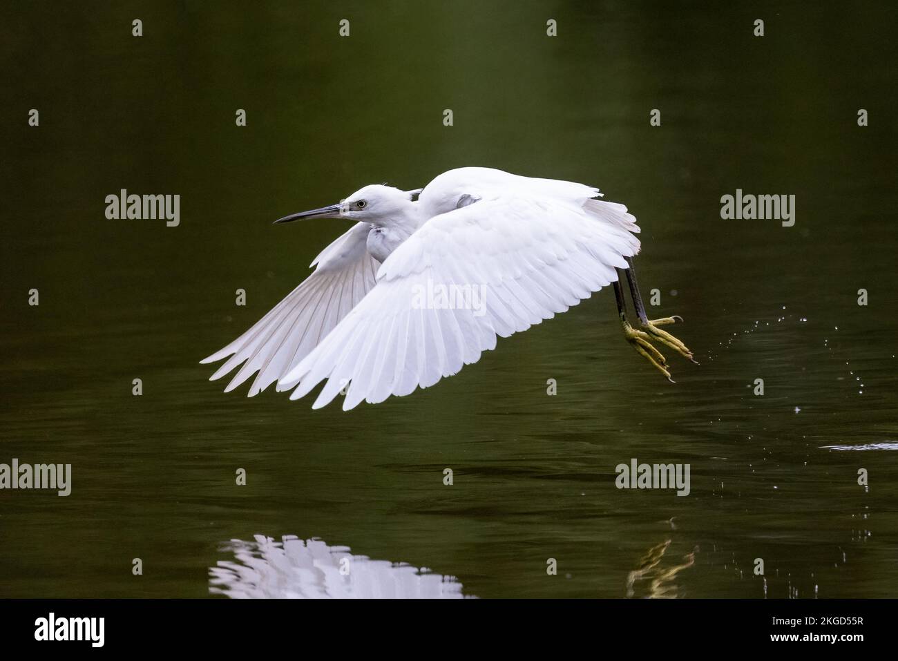 Piccola gretta [ Egretta garzetta ] che vola basso sul lago con gocce d'acqua che cadono dai piedi e riflesso parziale Foto Stock
