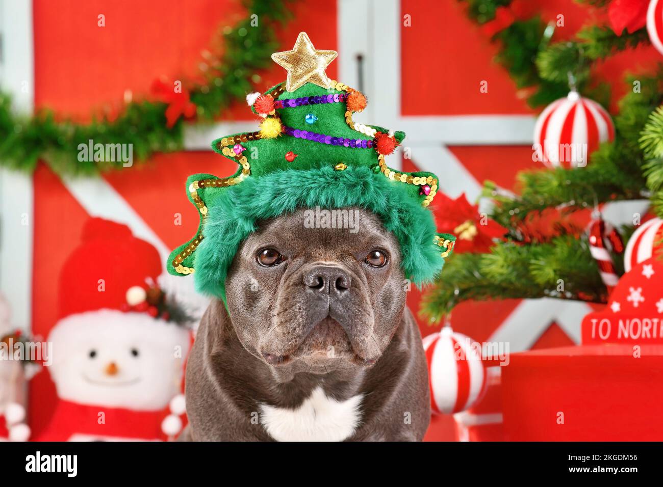 Cane Bulldog francese indossando divertente archetto albero di Natale di fronte alla decorazione stagionale Foto Stock