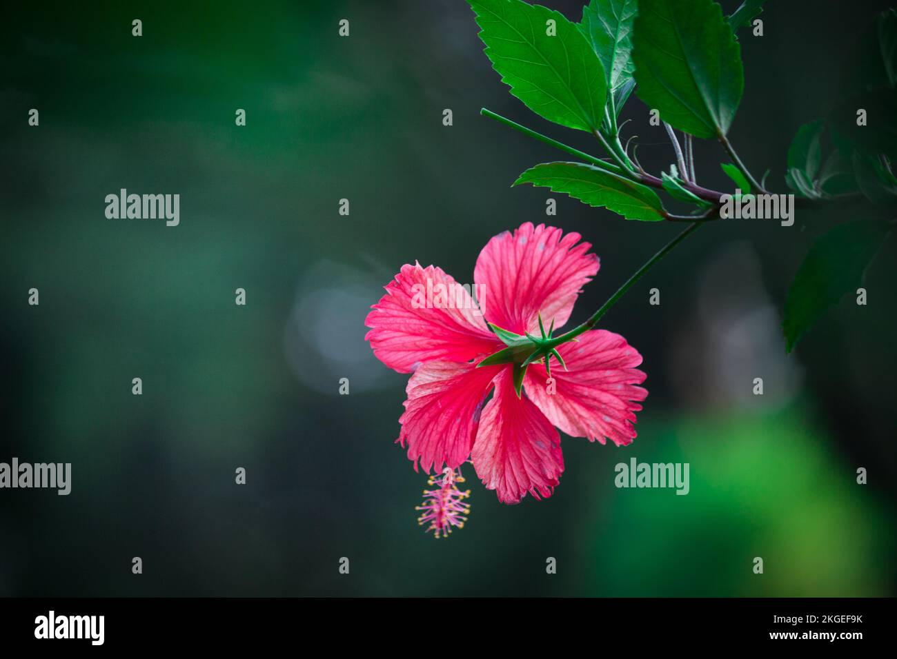 Hibiscus flower noto anche come Shoe Flower, colloquially, Malvaceae, China Rose, hawaian hibiscus, rosa mallow e scarpa pianta nera in piena fioritura Foto Stock