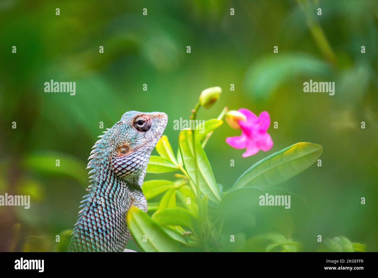 Oriental Garden Lizard o anche noto come Oriental Plant Lizard che riposa tranquillamente sul ramo di una pianta Foto Stock