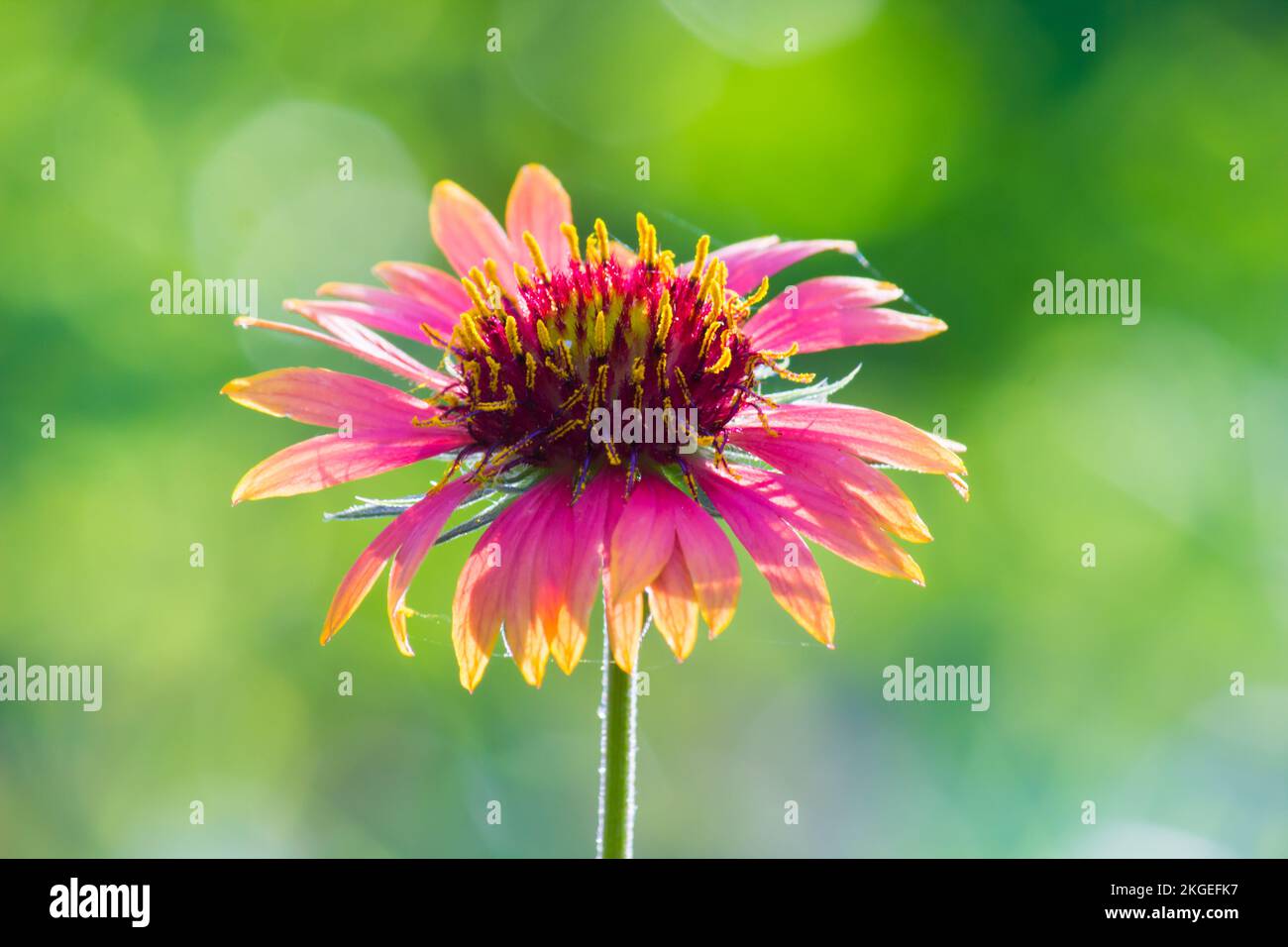 Gerbera o Gaillardia aristata o fiore coperta, fiore giallo rosso in piena fioritura, in un parco pubblico in India, comune fiore coperta pianta fioritura Foto Stock