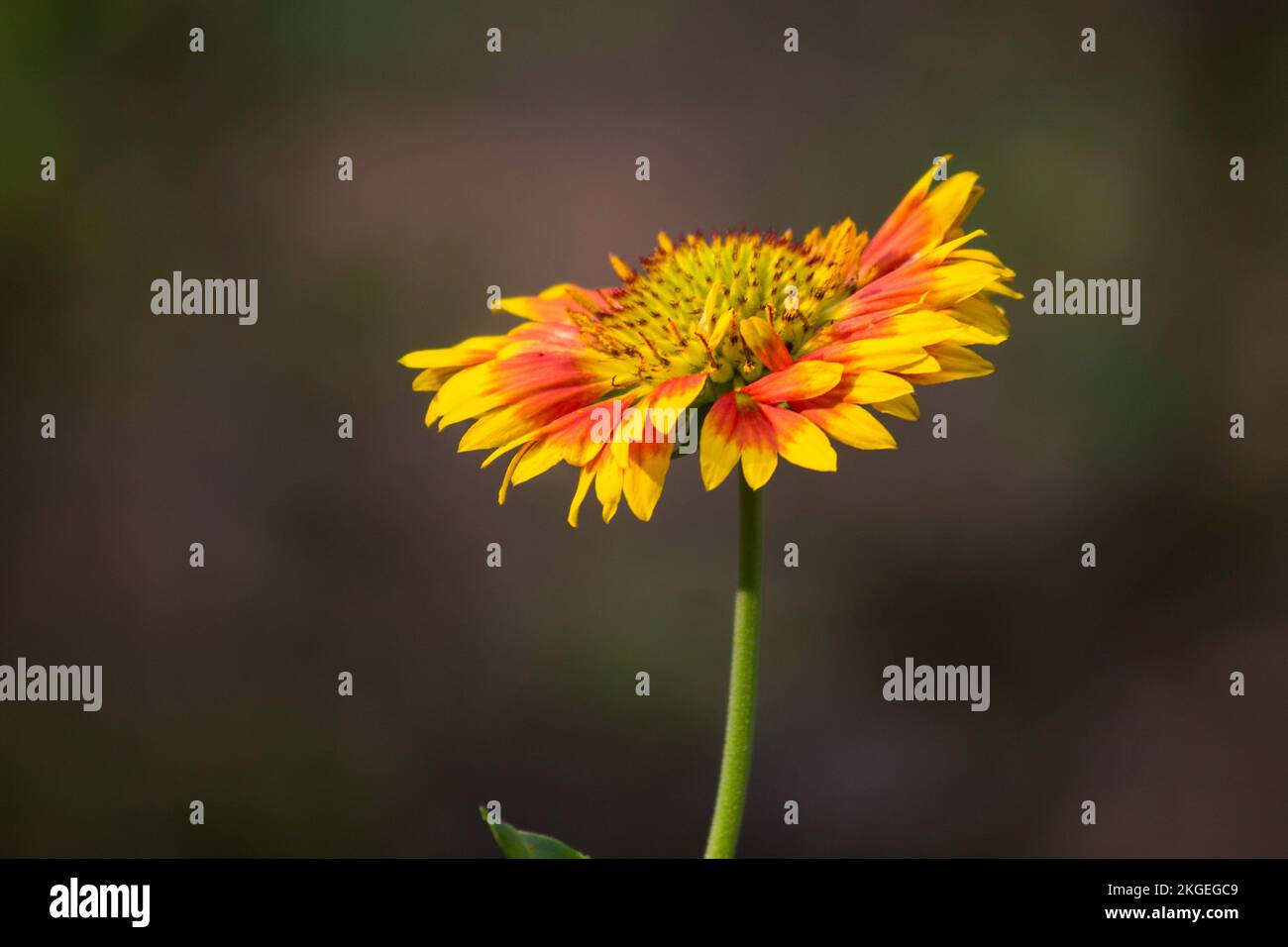 Gerbera o Gaillardia aristata o fiore coperta, fiore giallo rosso in piena fioritura, in un parco pubblico in India, comune fiore coperta pianta fioritura Foto Stock