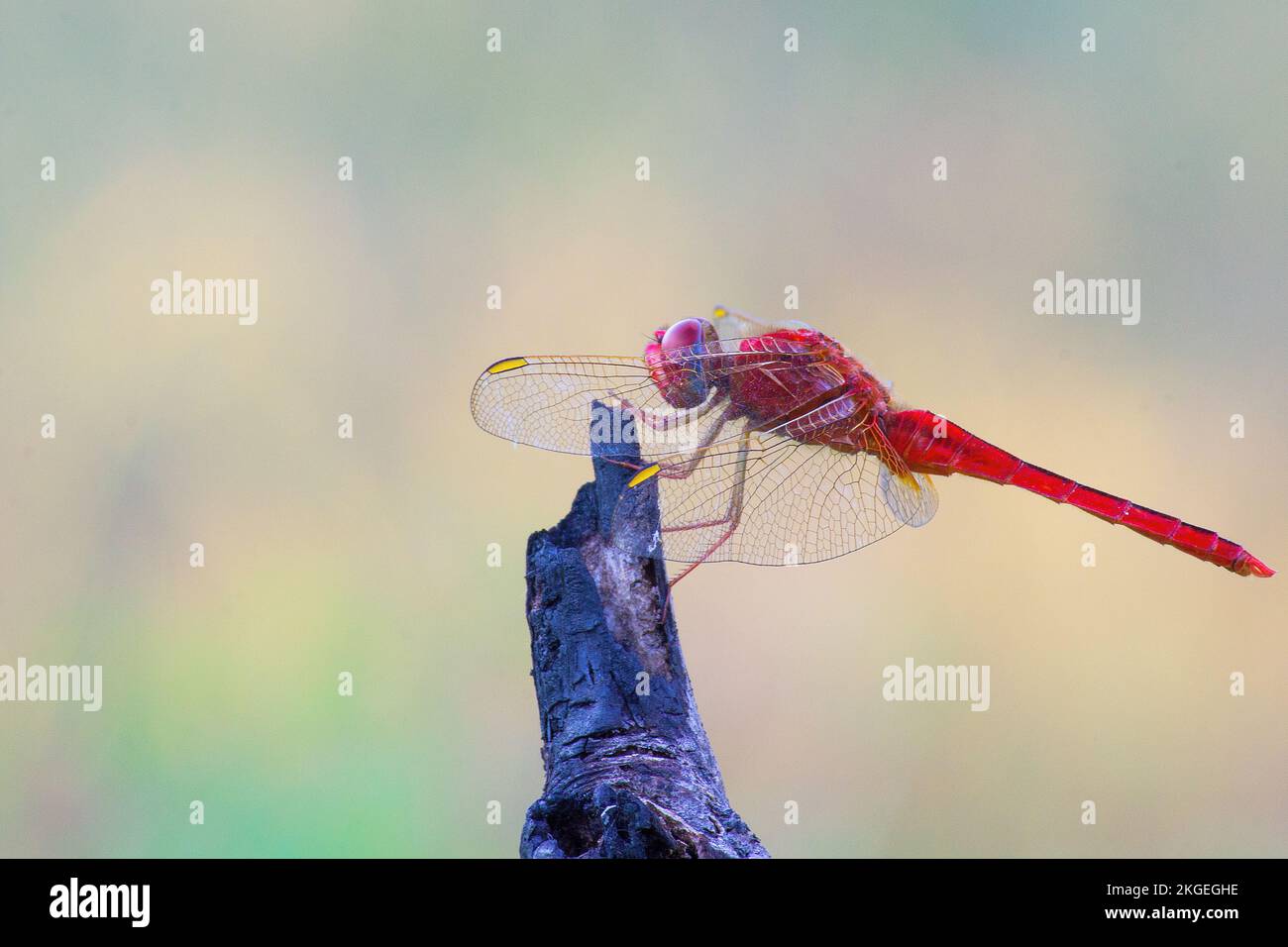 Dragonfly arroccato su un gambo su una bella natura verde e sfondo sfocato Foto Stock