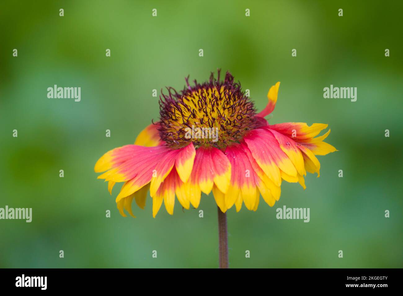 Gerbera o Gaillardia aristata o fiore coperta, fiore giallo rosso in piena fioritura, in un parco pubblico in India, comune fiore coperta pianta fioritura Foto Stock