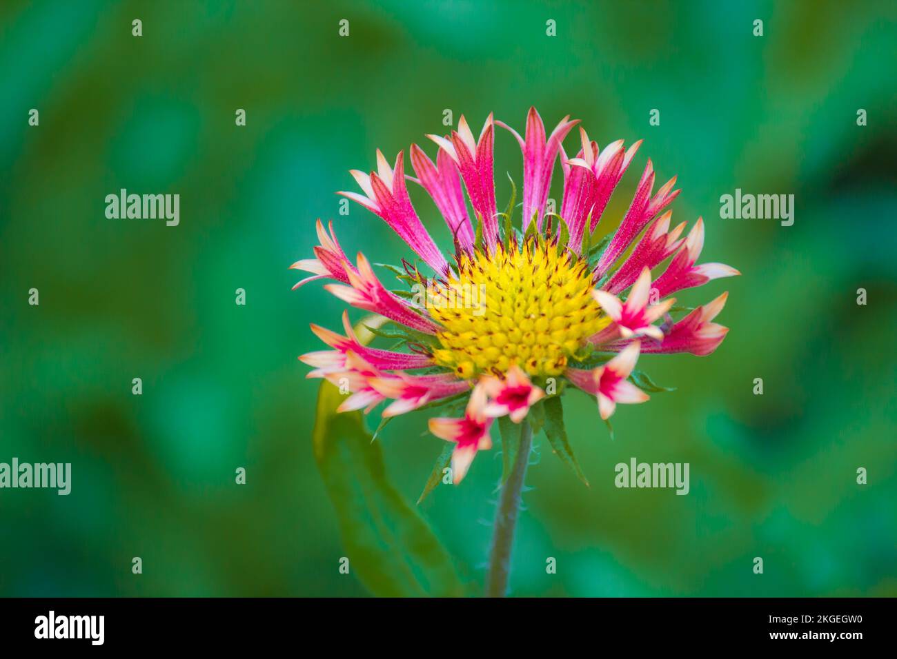 Gerbera o Gaillardia aristata o fiore coperta, fiore giallo rosso in piena fioritura, in un parco pubblico in India, comune fiore coperta pianta fioritura Foto Stock