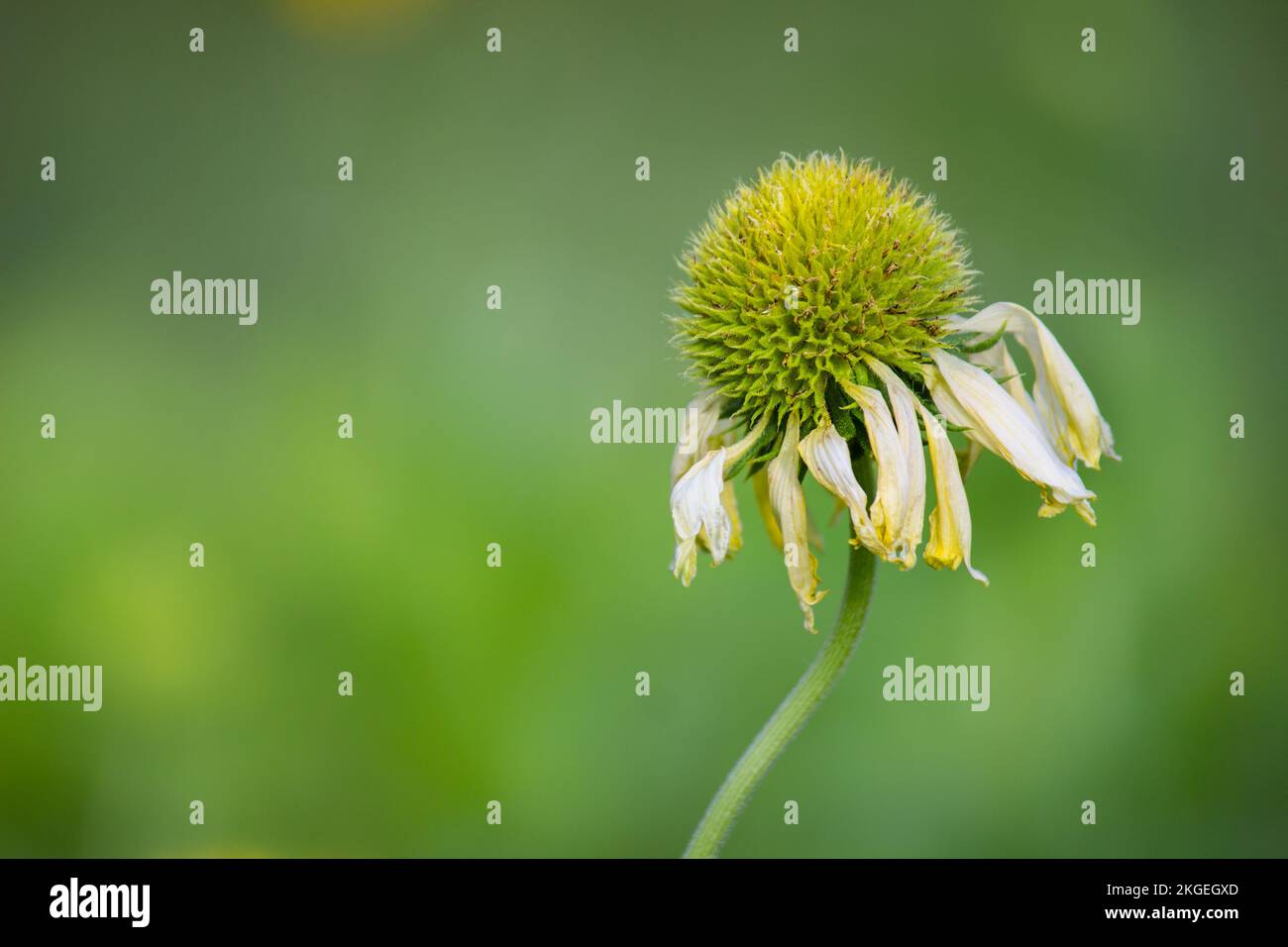 Gerbera o Gaillardia aristata o fiore coperta, fiore giallo rosso in piena fioritura, in un parco pubblico in India, comune fiore coperta pianta fioritura Foto Stock