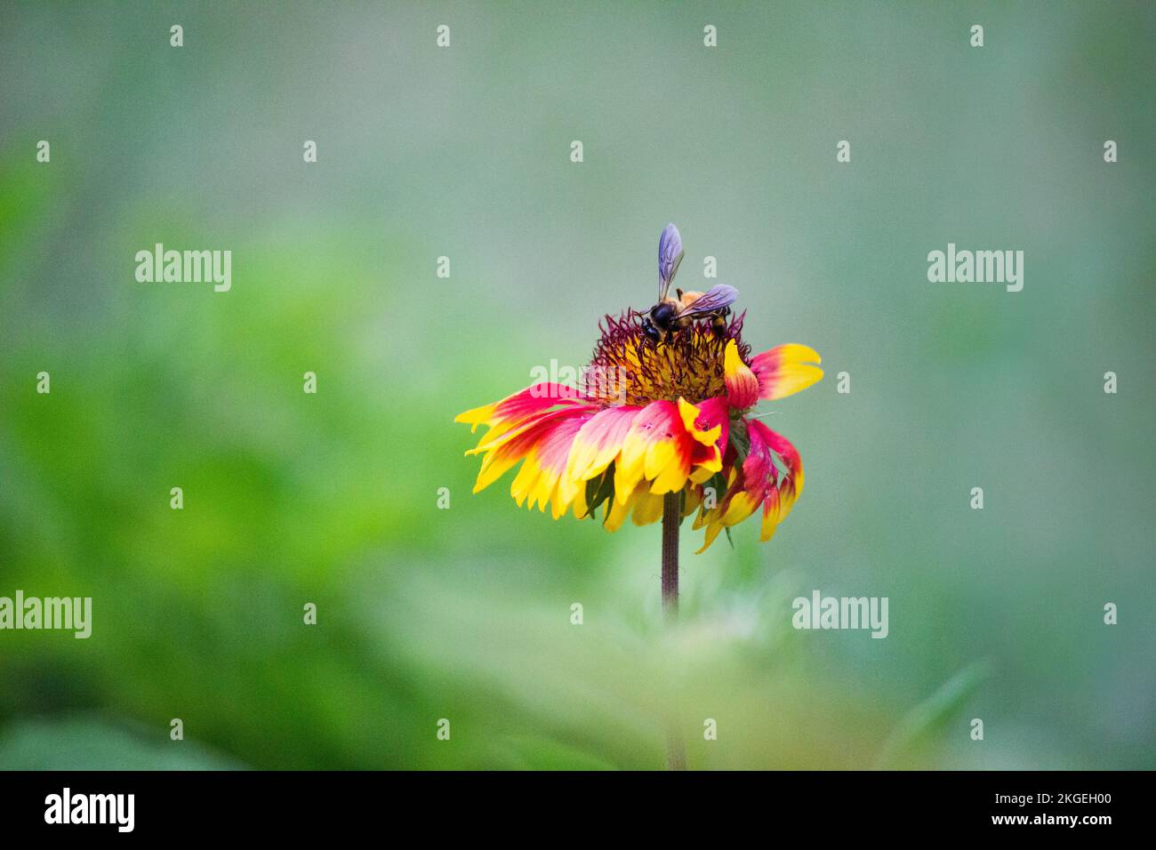 Gerbera o Gaillardia aristata o fiore coperta, fiore giallo rosso in piena fioritura, in un parco pubblico in India, comune fiore coperta pianta fioritura Foto Stock