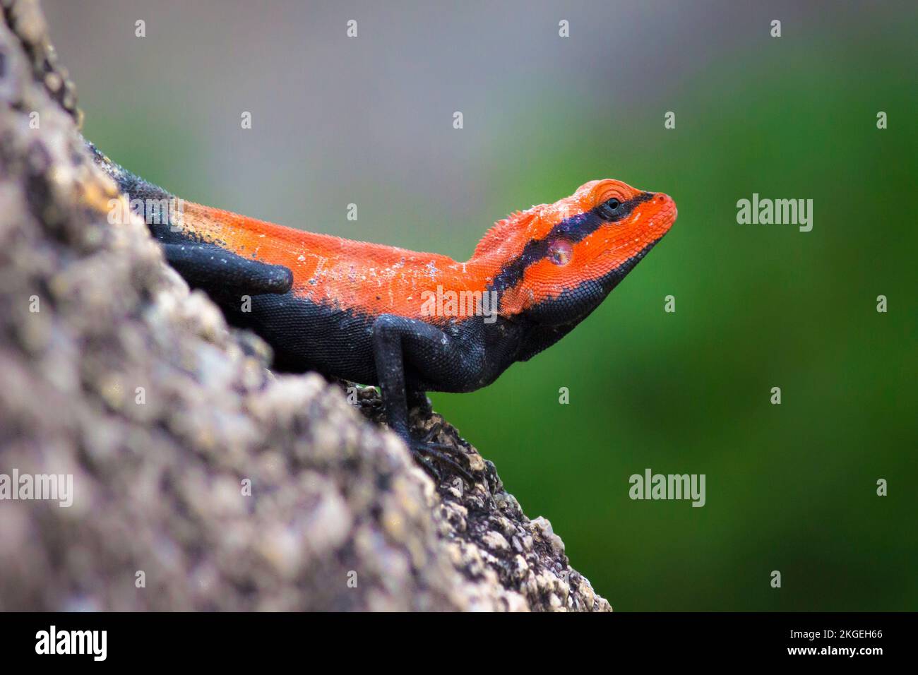 La roccia peninsulare agama o roccia dell'India meridionale agama o lucertola di roccia che si erge saldamente il bordo di una roccia in fondo verde soffuso Foto Stock