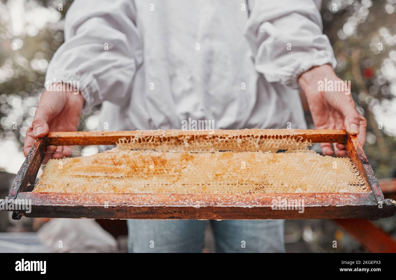 Mani, telaio e nido d'ape con una donna apicoltore che lavora all'aperto in campagna per la sostenibilità. Agricoltura, fattoria e miele con una femmina Foto Stock