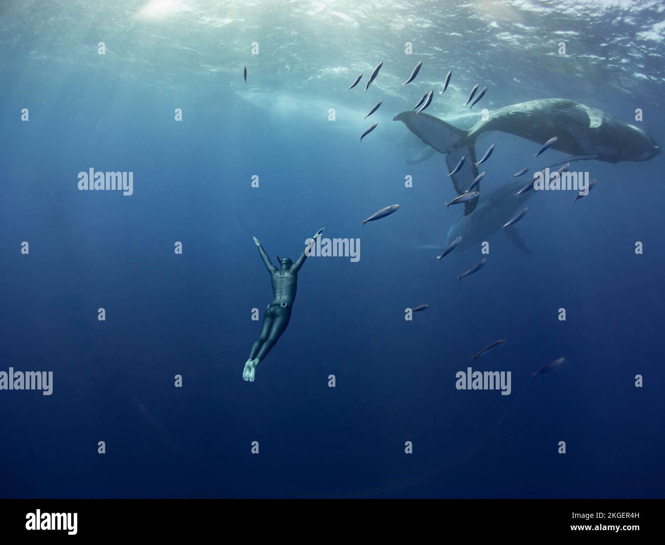 Seguendo dietro questi giganti gentili. Il Regno di Tonga, Australia: BELLE immagini mostrano un freediver in perfetta armonia mentre nuota accanto a. Foto Stock