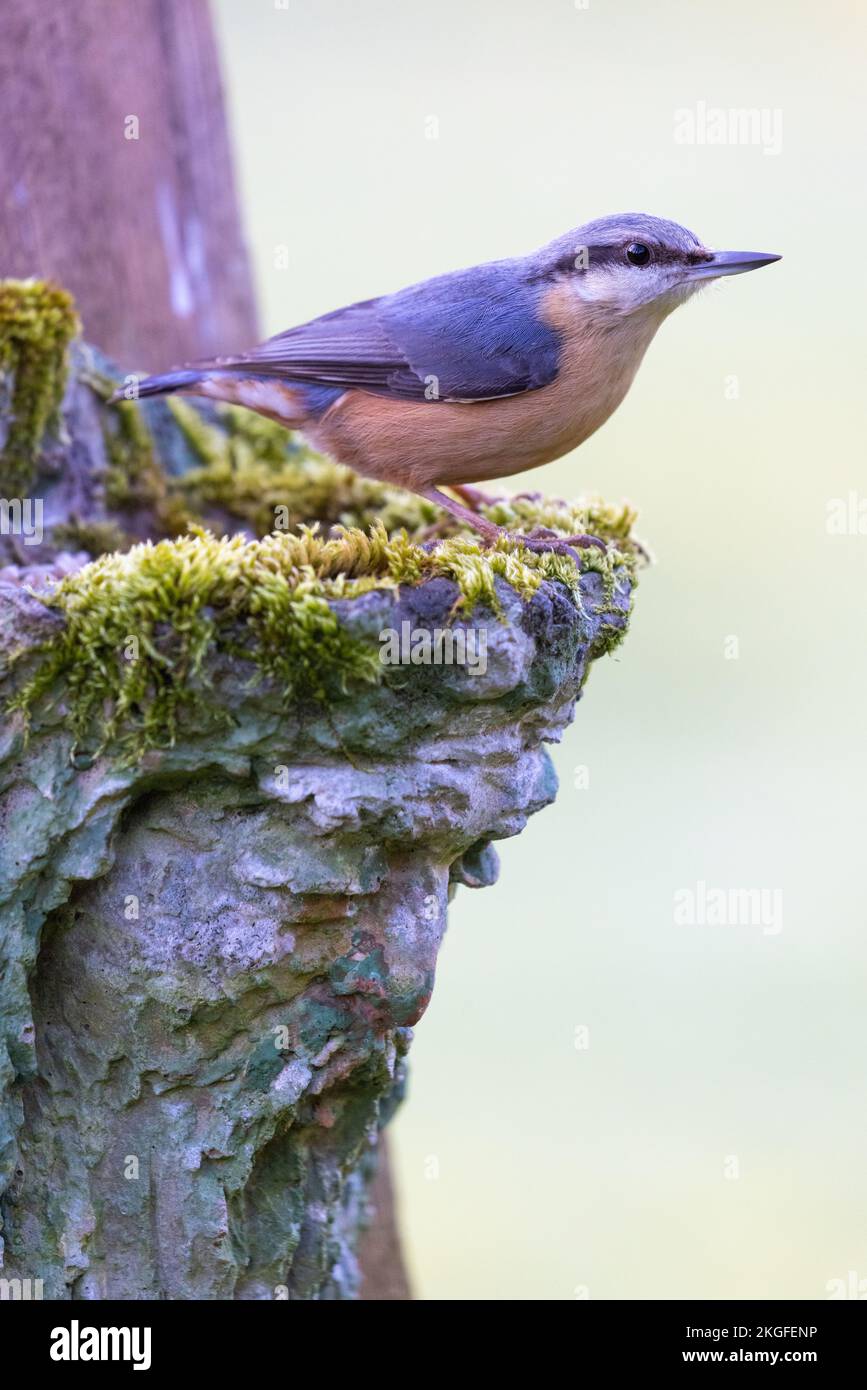 Nuthatch [ Sitta europaea ] su piantatrice da giardino in stile uomo verde mossy Foto Stock