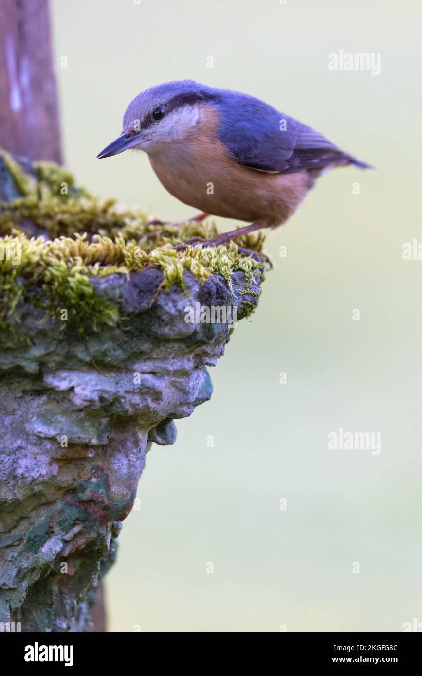 Nuthatch [ Sitta europaea ] su piantatrice da giardino in stile uomo verde mossy Foto Stock