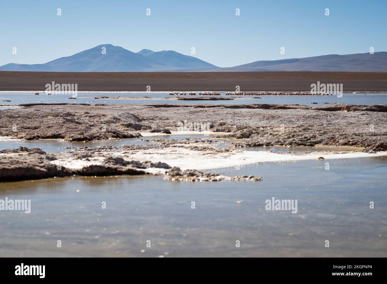 Vista panoramica della Laguna Hedionda con un gregge di fenicotteri sullo sfondo dell'Altiplano (alta pianura), provincia di sur Lípez, Bolivia Foto Stock