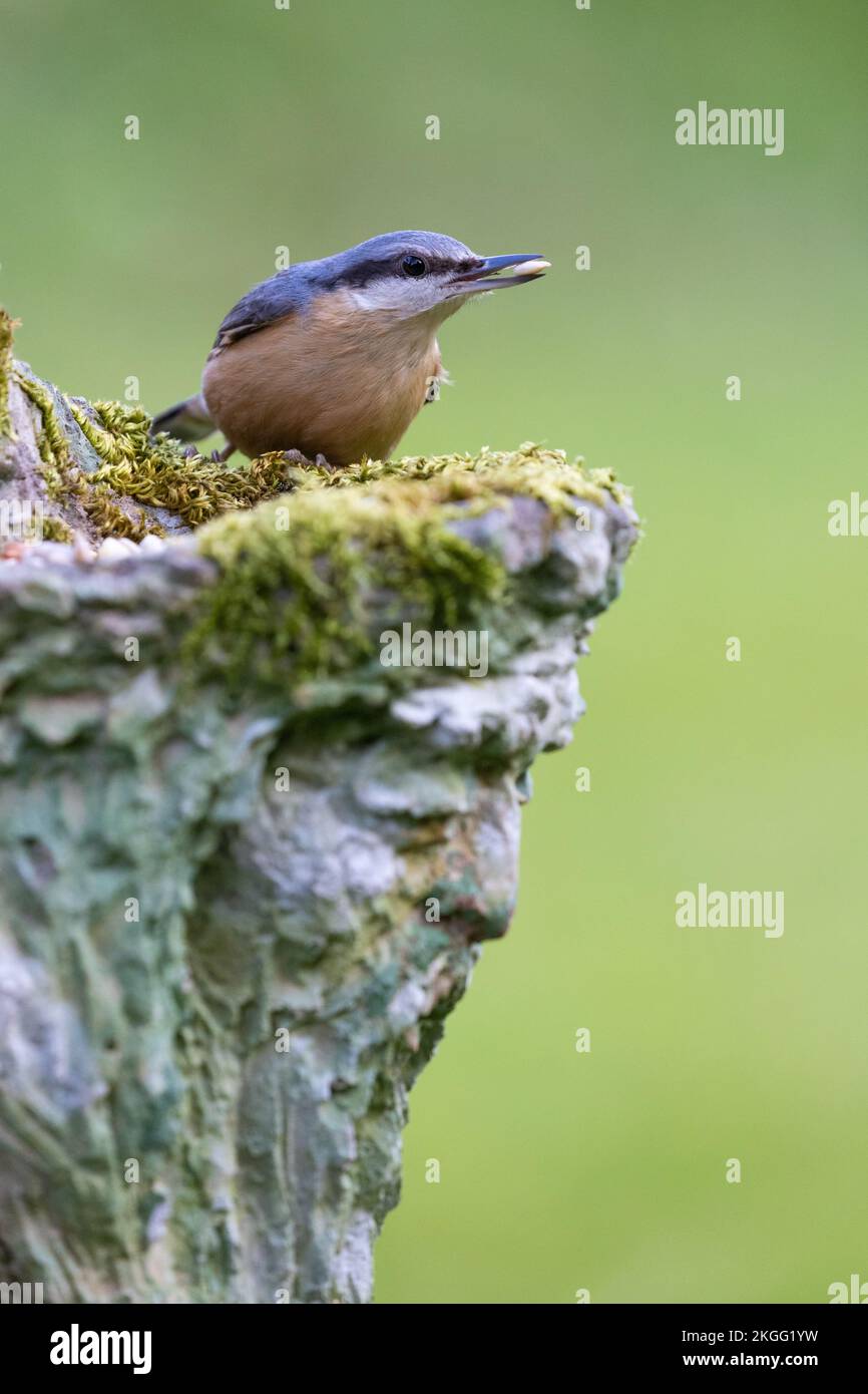 Nuthatch [ Sitta europaea ] su piantatrice da giardino in stile uomo verde mossy con un seme nel suo becco Foto Stock