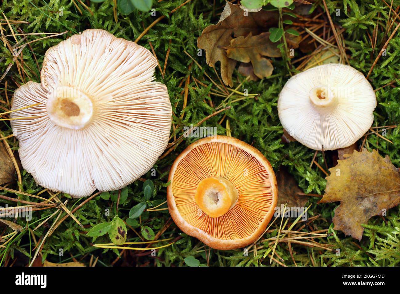 A sinistra e a destra si trova il cappellino di lana conditionally commestibile, mentre al centro si trova il gustoso e commestibile cappellino di zafferano al latte. Foto Stock