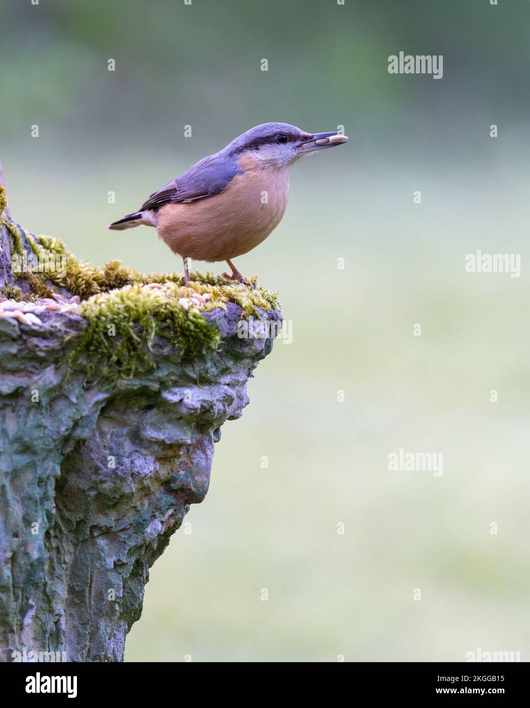 Nuthatch [ Sitta europaea ] su piantatrice da giardino in stile uomo verde mossy con un seme nel suo becco Foto Stock