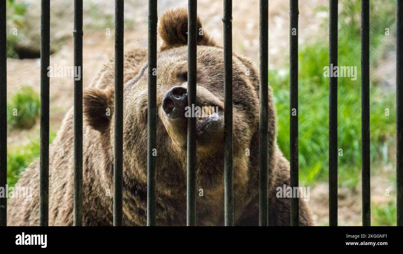 Braunbär, Ursus arctos, am Gitter des Freigeheges / Orso bruno, Ursus arctos, alla griglia di Foto Stock