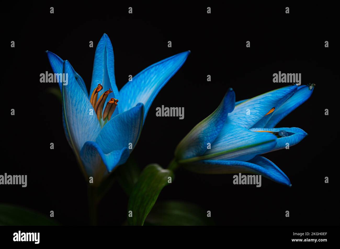 Fiori di giglio blu e turchese su sfondo nero. Primo piano. Foto Stock