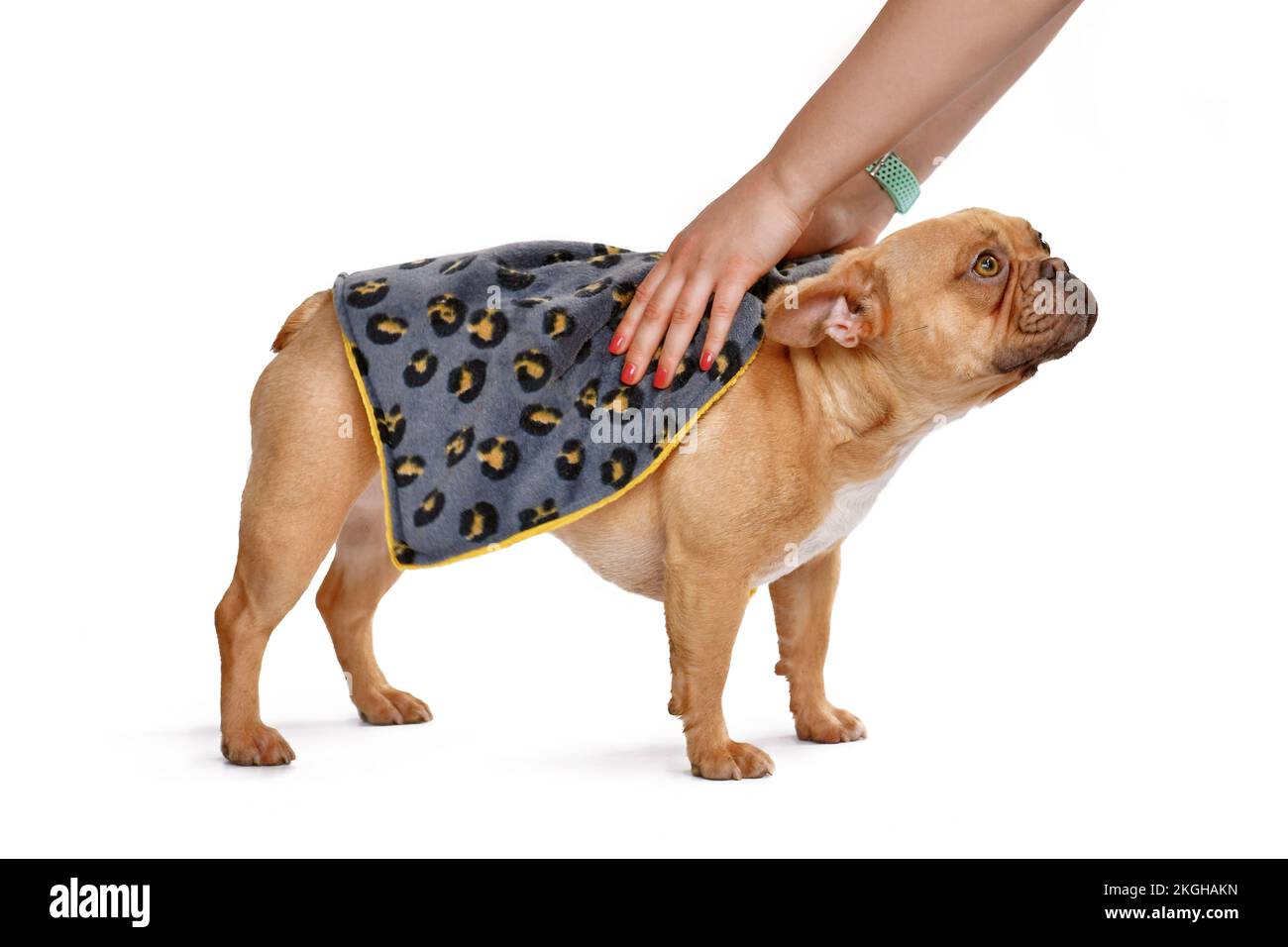 Cane Bulldog francese che viene asciugato con panno asciugamano su sfondo bianco Foto Stock