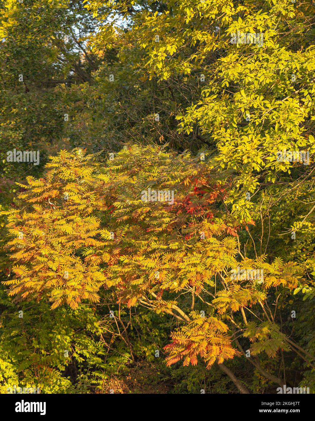 Il coloratissimo fogliame della pianta gialla del suaco di Staghorn durante la stagione autunnale Foto Stock