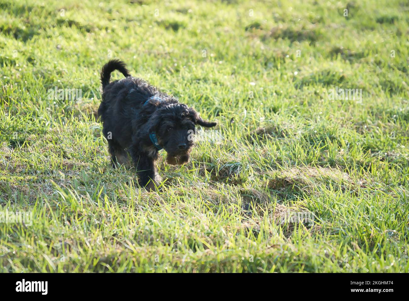 Cucciolo di Goldendle che gioca in un prato. Pelliccia riccia nera. Cane di famiglia che non capanna. Foto animale di un cane Foto Stock
