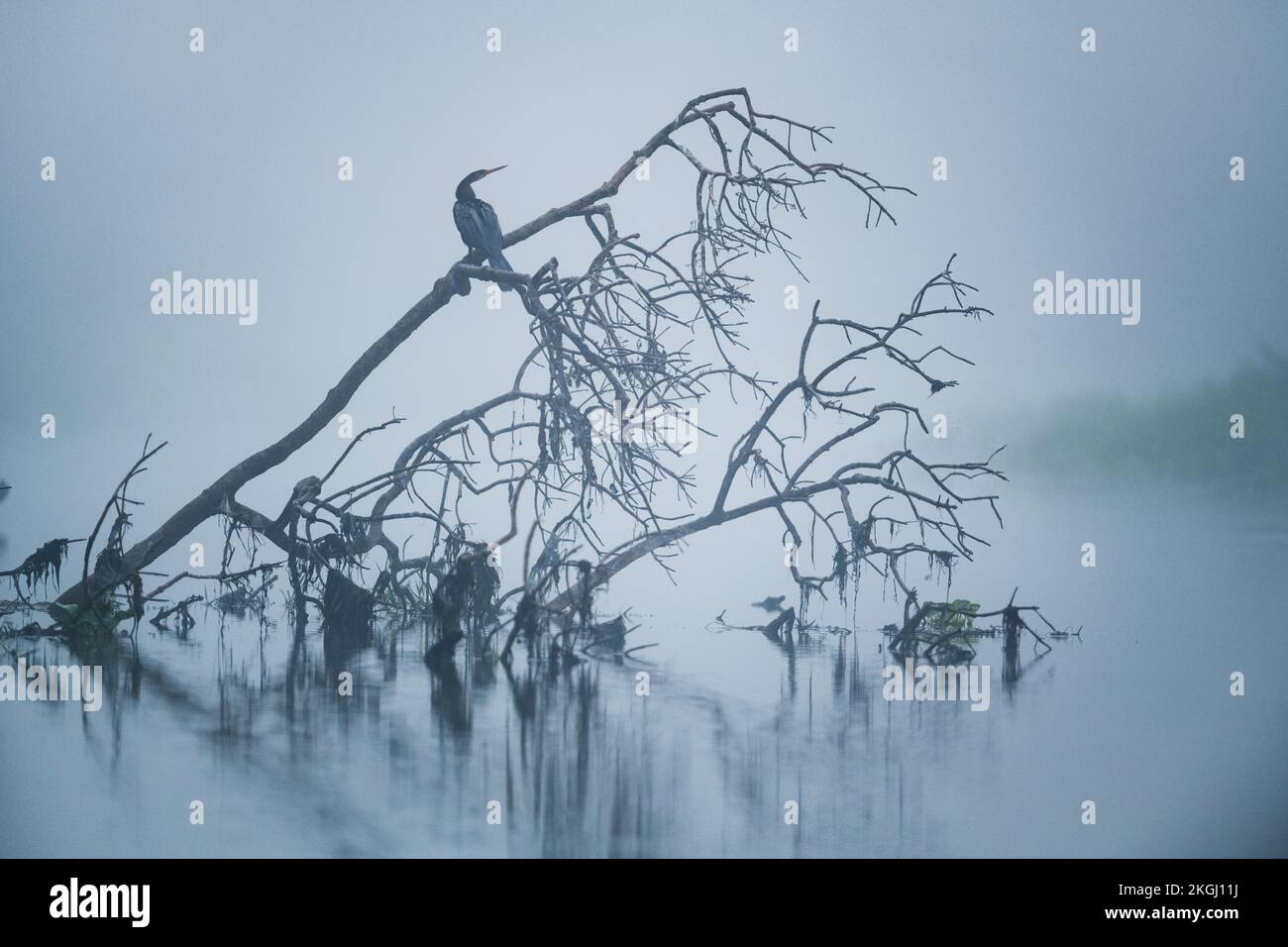 Un'Anhinga in una mattina misteriosa a Pantanal Nord, Brasile Foto Stock