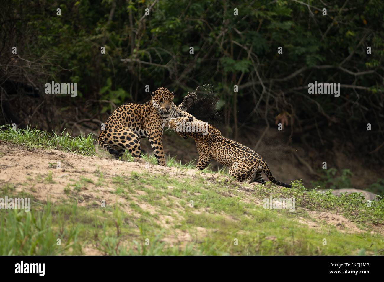 Un paio di Jaguar in lotta a Pantanal Nord, Brasile Foto Stock