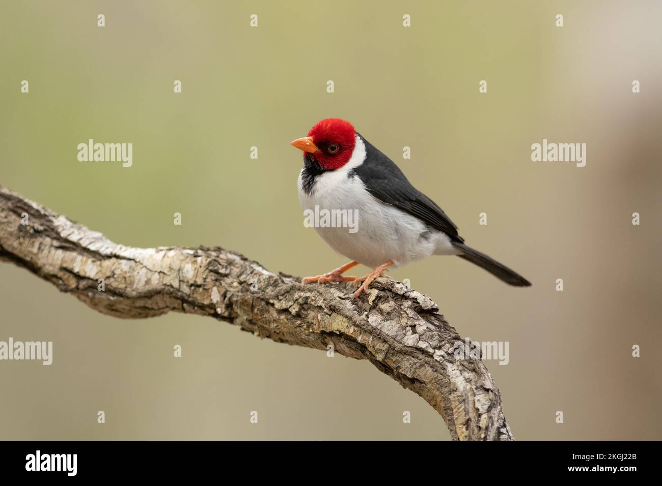 Un cardinale a fattura gialla (Paroaria capitata) del Pantanal, Brasile Foto Stock